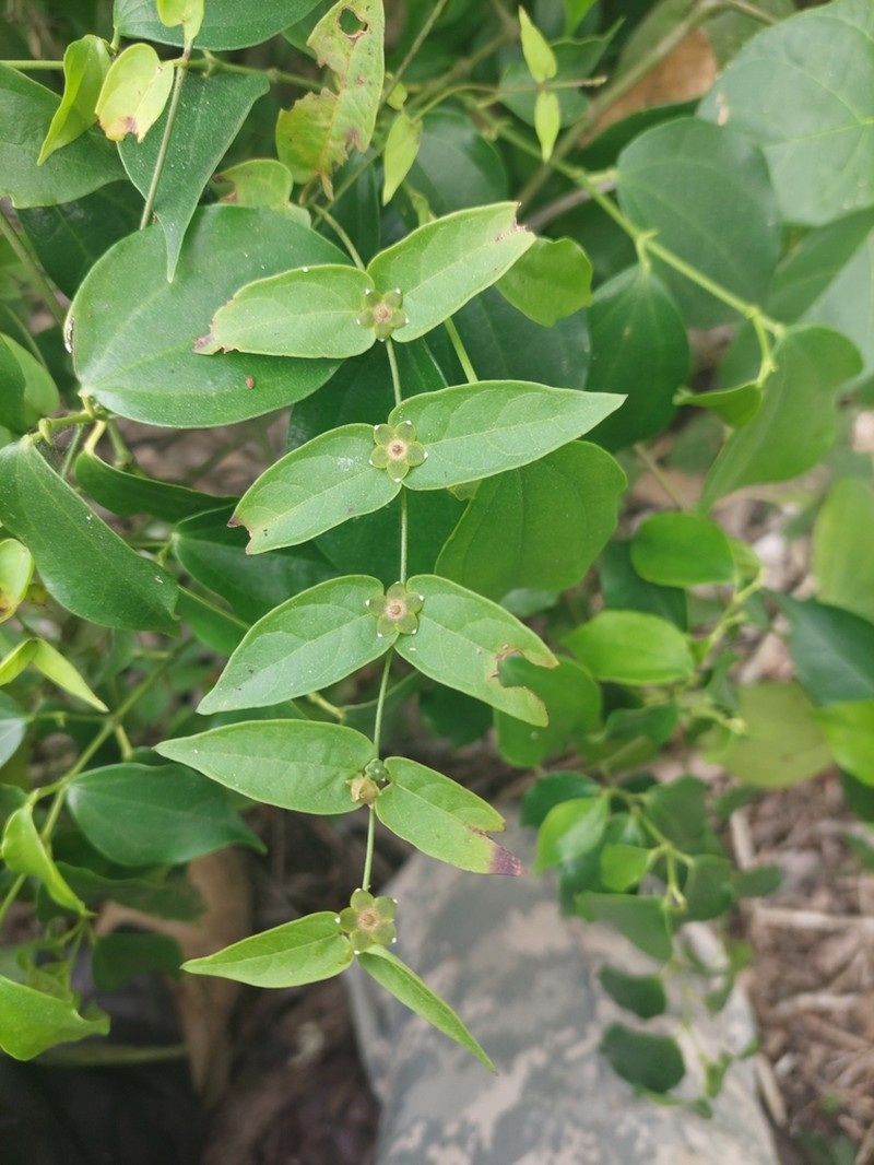 Ptycanthera pusilliflora photo 3