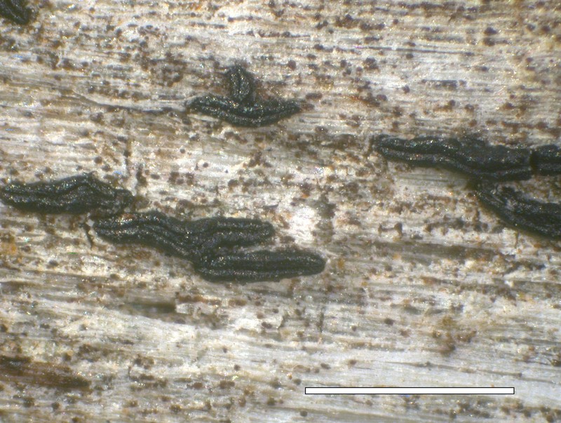 Ptychographa ylographoides photo 3