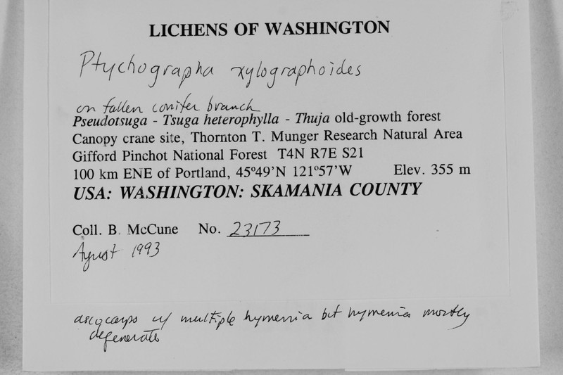 Ptychographa ylographoides photo 4