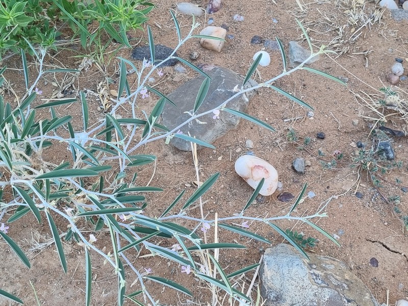 Ptycholobium biflorum subsp. biflorum
