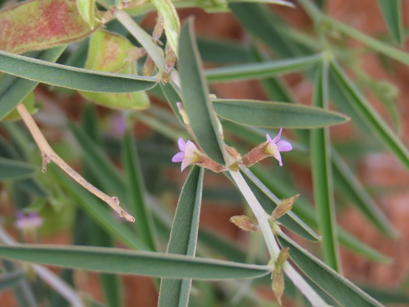 Ptycholobium biflorum subsp. biflorum photo 2