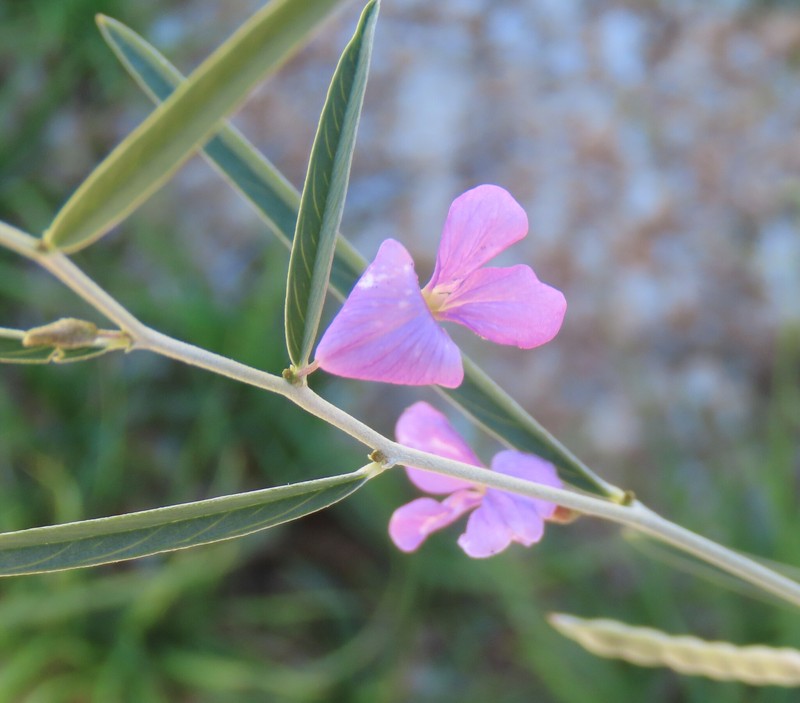 Ptycholobium biflorum subsp. biflorum photo 3