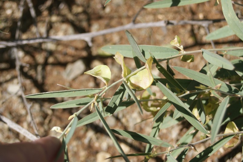 Ptycholobium biflorum subsp. biflorum photo 4