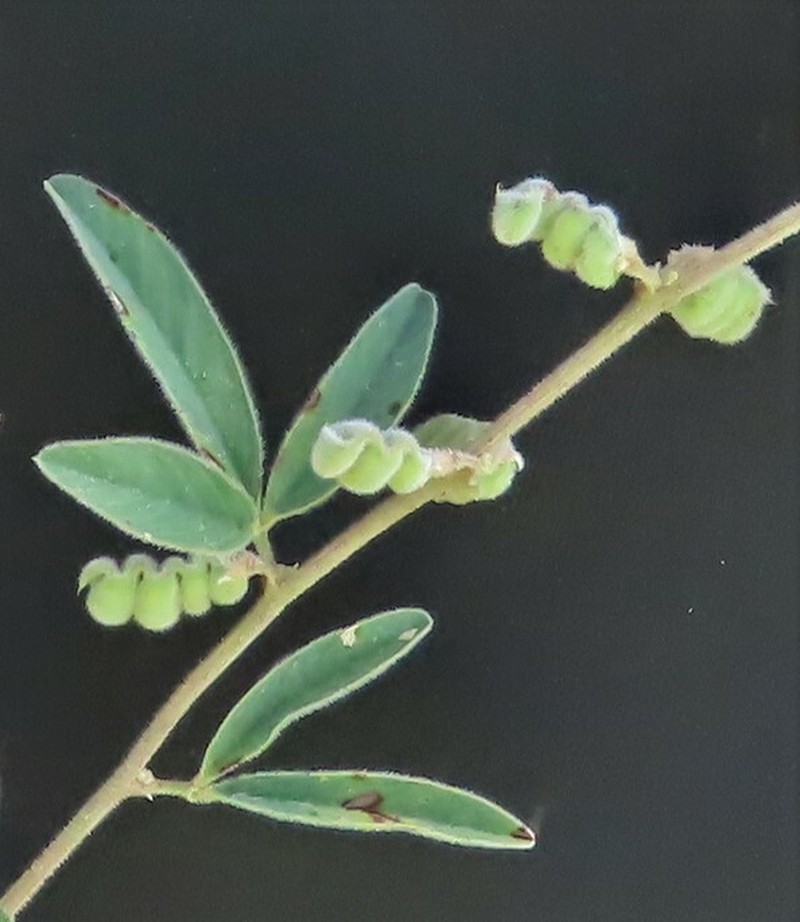 Ptycholobium plicatum subsp. plicatum