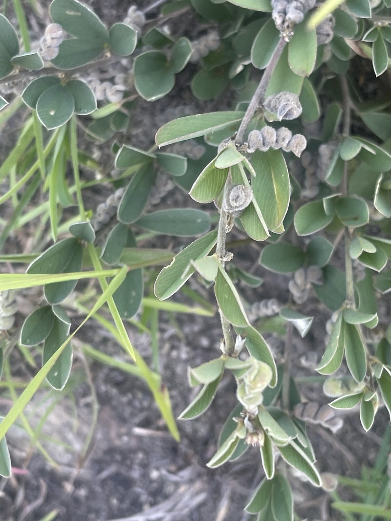 Ptycholobium plicatum subsp. plicatum photo 2