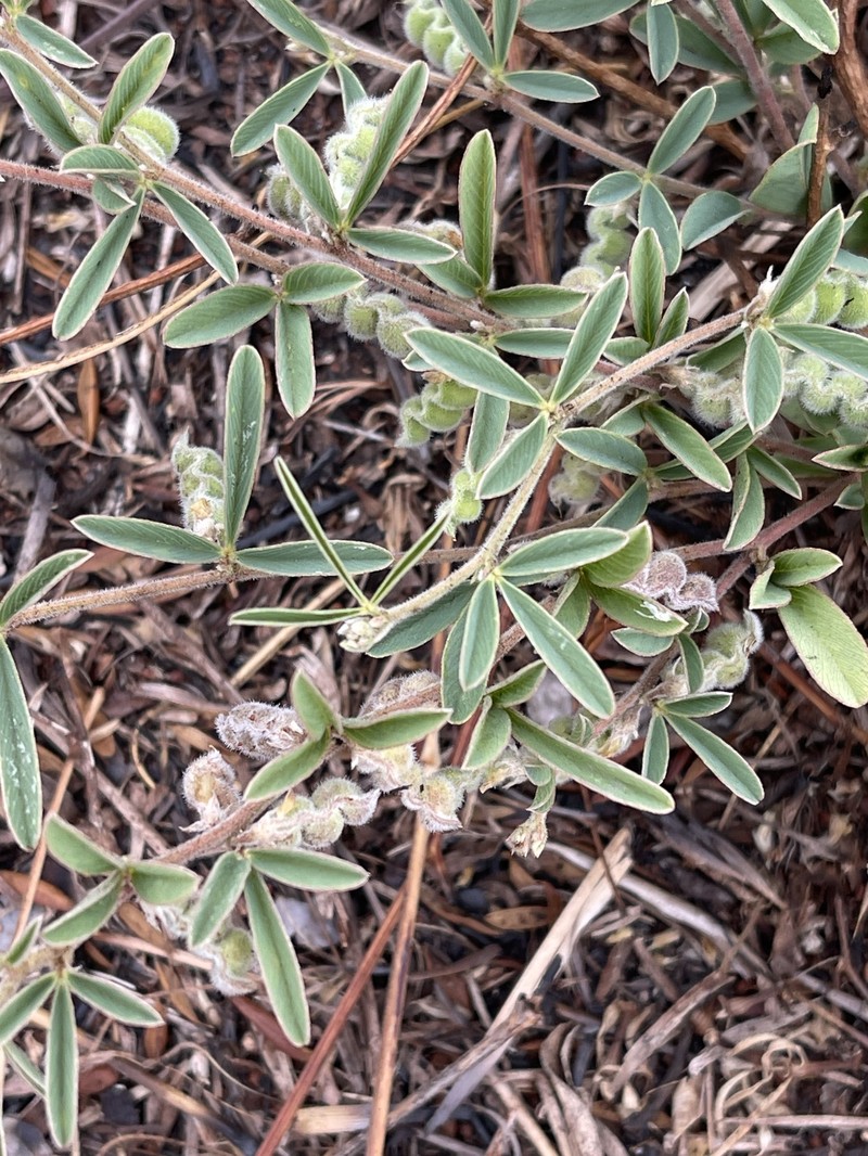 Ptycholobium plicatum subsp. plicatum photo 3