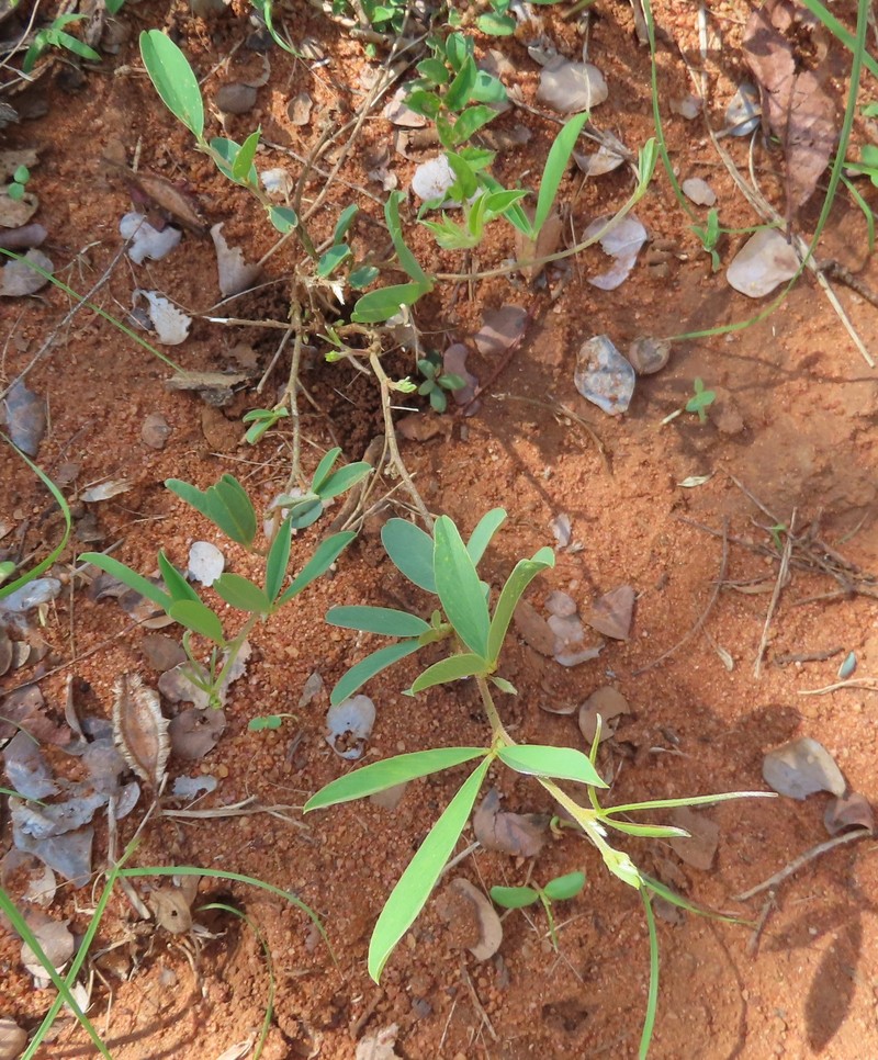 Ptycholobium plicatum subsp. plicatum photo 4