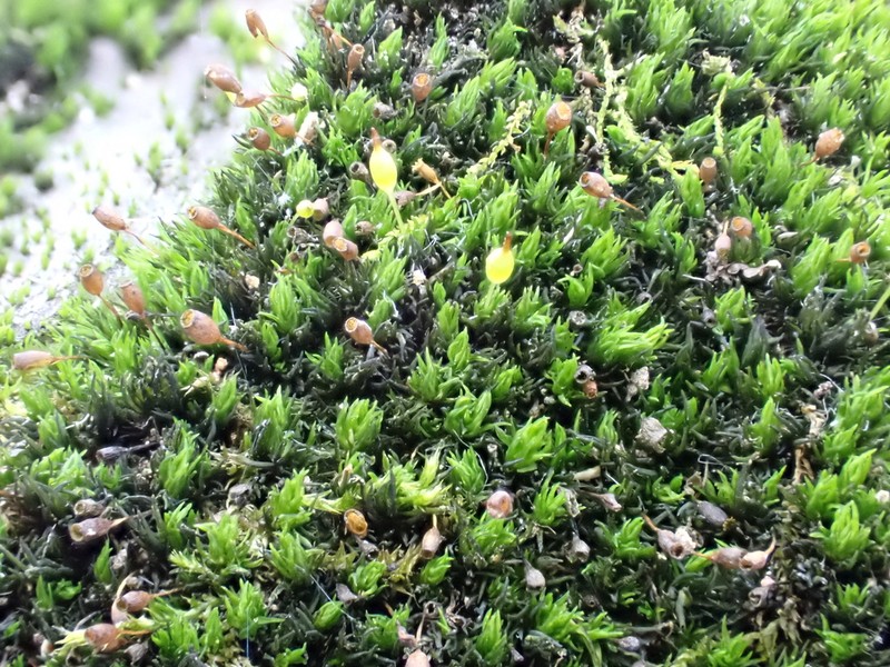 Drummond's Ptychomitrium Moss