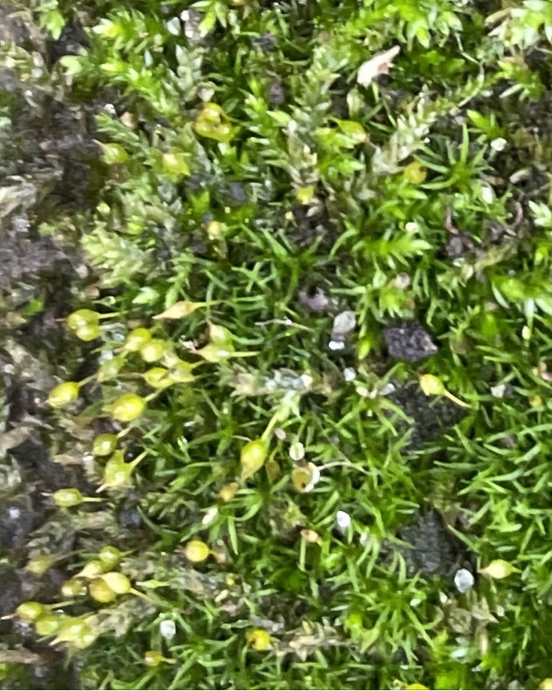 Drummond's Ptychomitrium Moss photo 2