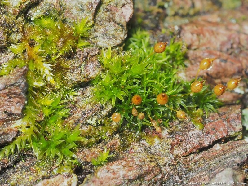 Drummond's Ptychomitrium Moss photo 3