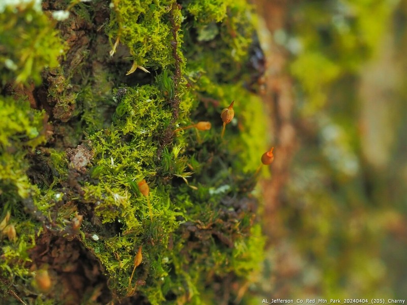 Drummond's Ptychomitrium Moss photo 4