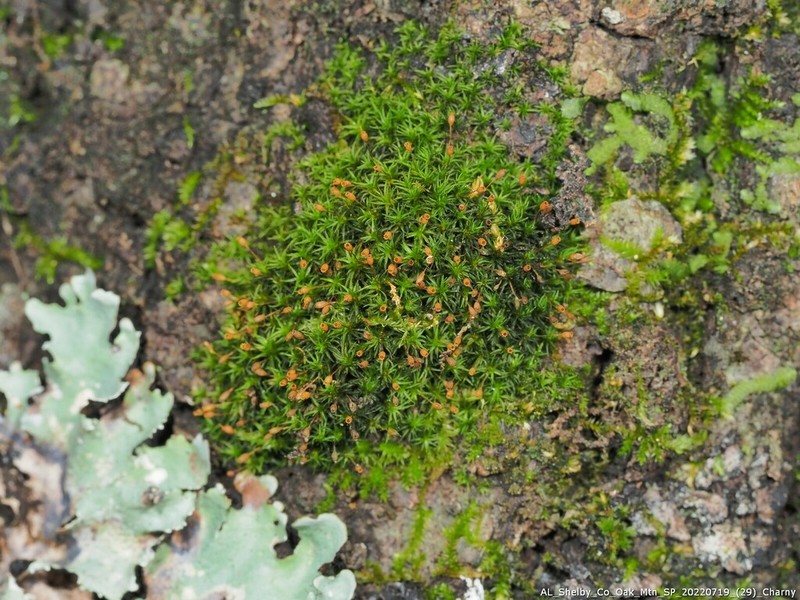 Drummond's Ptychomitrium Moss photo 5