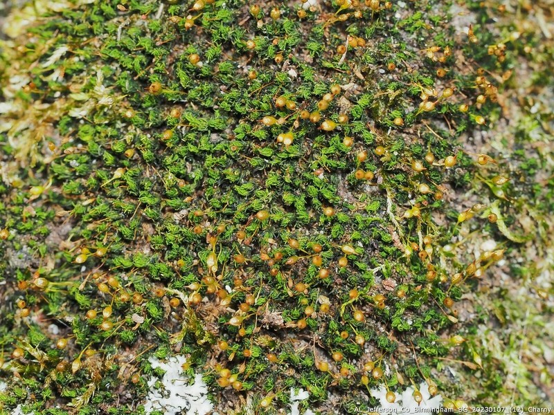 Drummond's Ptychomitrium Moss photo 6