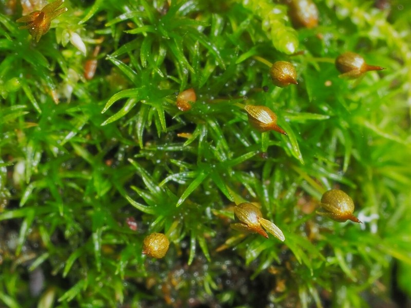 Drummond's Ptychomitrium Moss photo 7