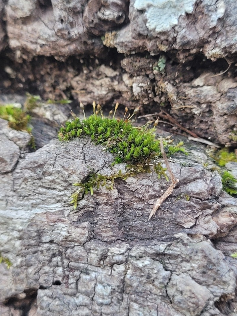 Drummond's Ptychomitrium Moss photo 8