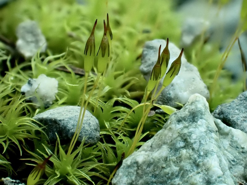Gardner's Ptychomitrium Moss