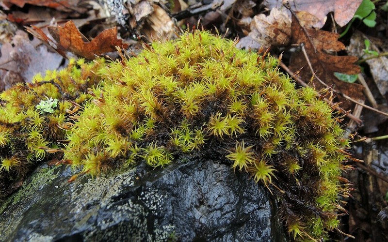 Gardner's Ptychomitrium Moss photo 2