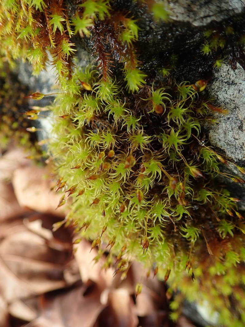 Gardner's Ptychomitrium Moss photo 3