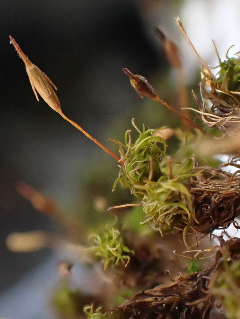 Gardner's Ptychomitrium Moss photo 4