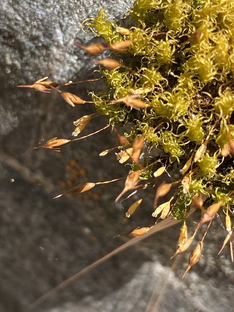 Gardner's Ptychomitrium Moss photo 5