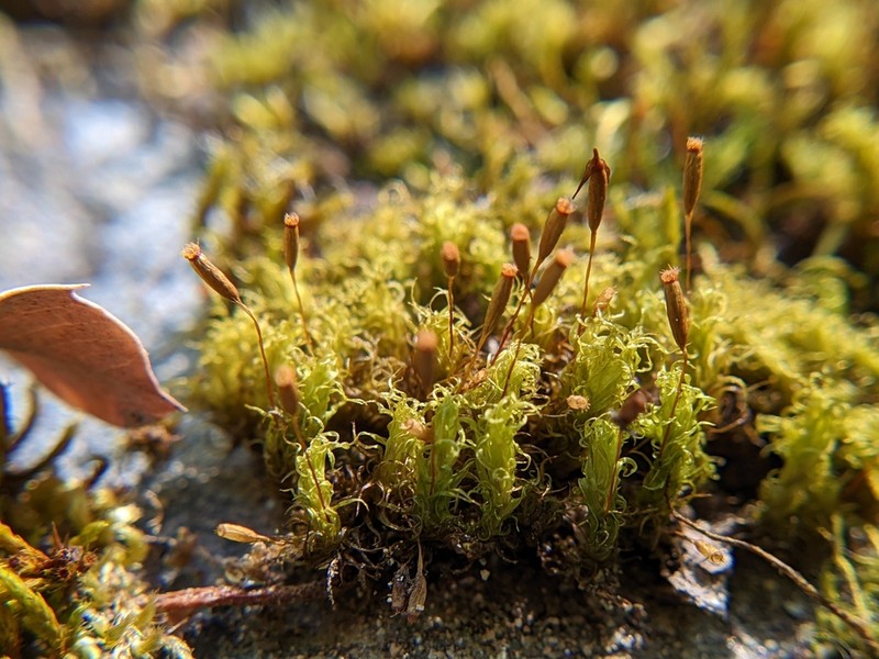 Gardner's Ptychomitrium Moss photo 6