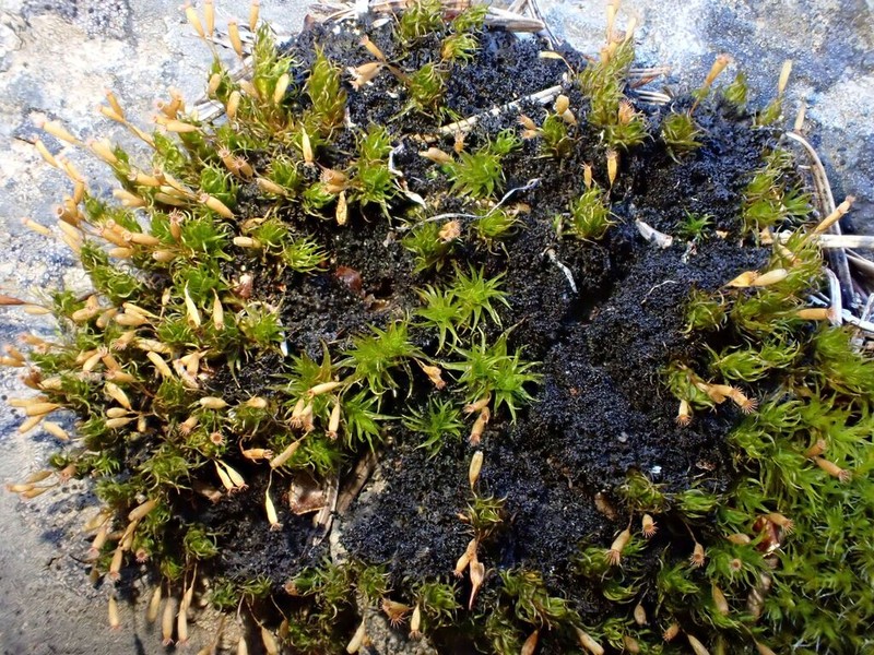 Gardner's Ptychomitrium Moss photo 7