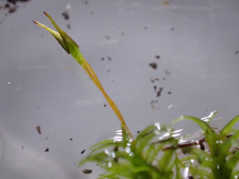 Gardner's Ptychomitrium Moss photo 8