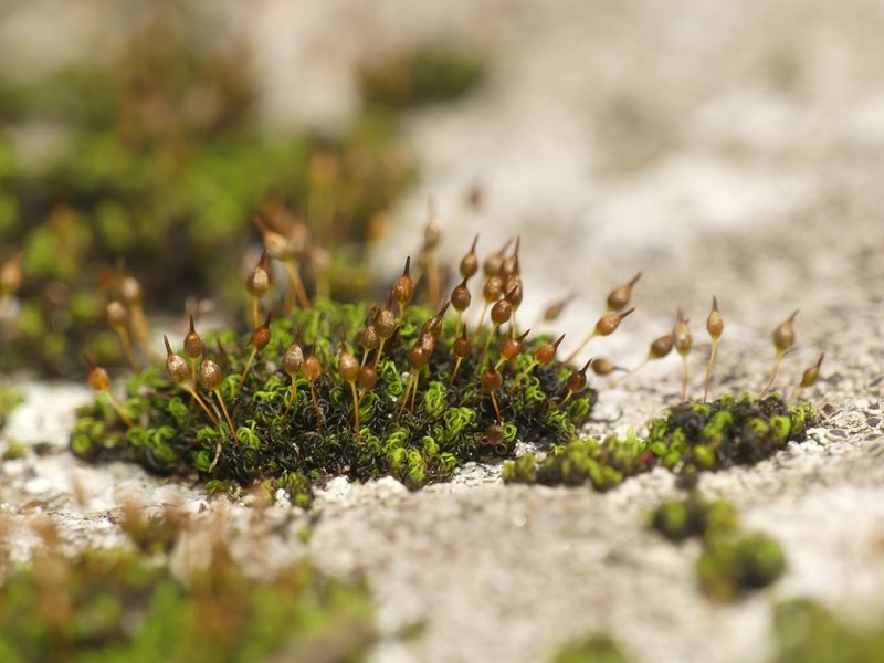 Ptychomitrium Moss