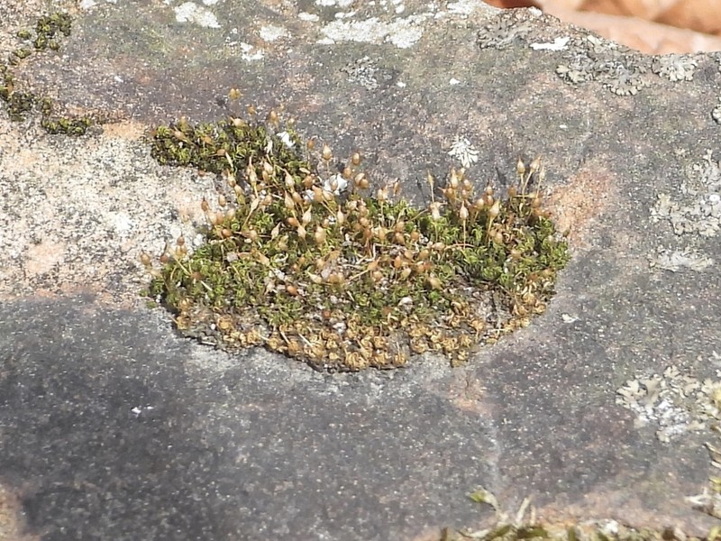 Ptychomitrium Moss photo 2
