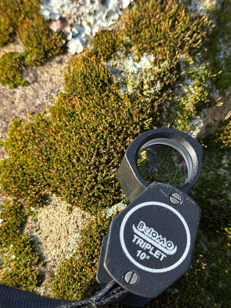Ptychomitrium Moss photo 3