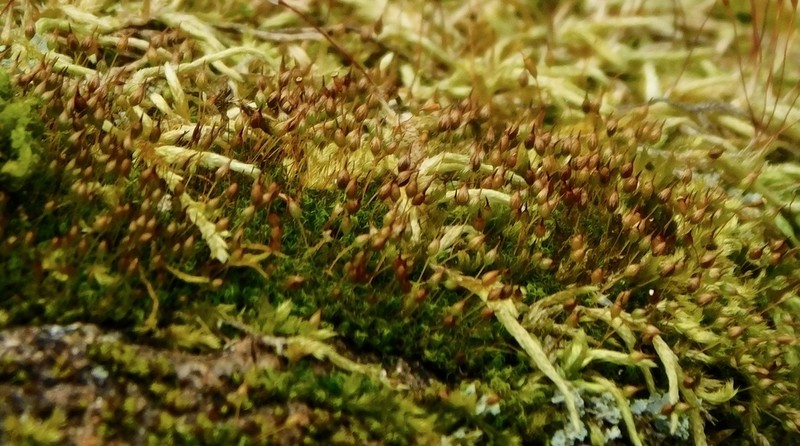 Ptychomitrium Moss photo 4