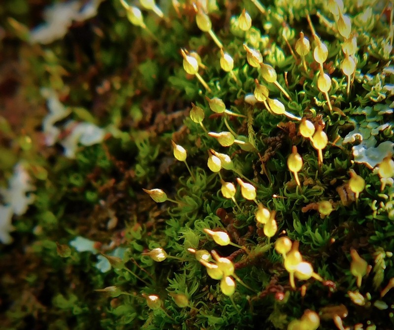 Ptychomitrium Moss photo 5