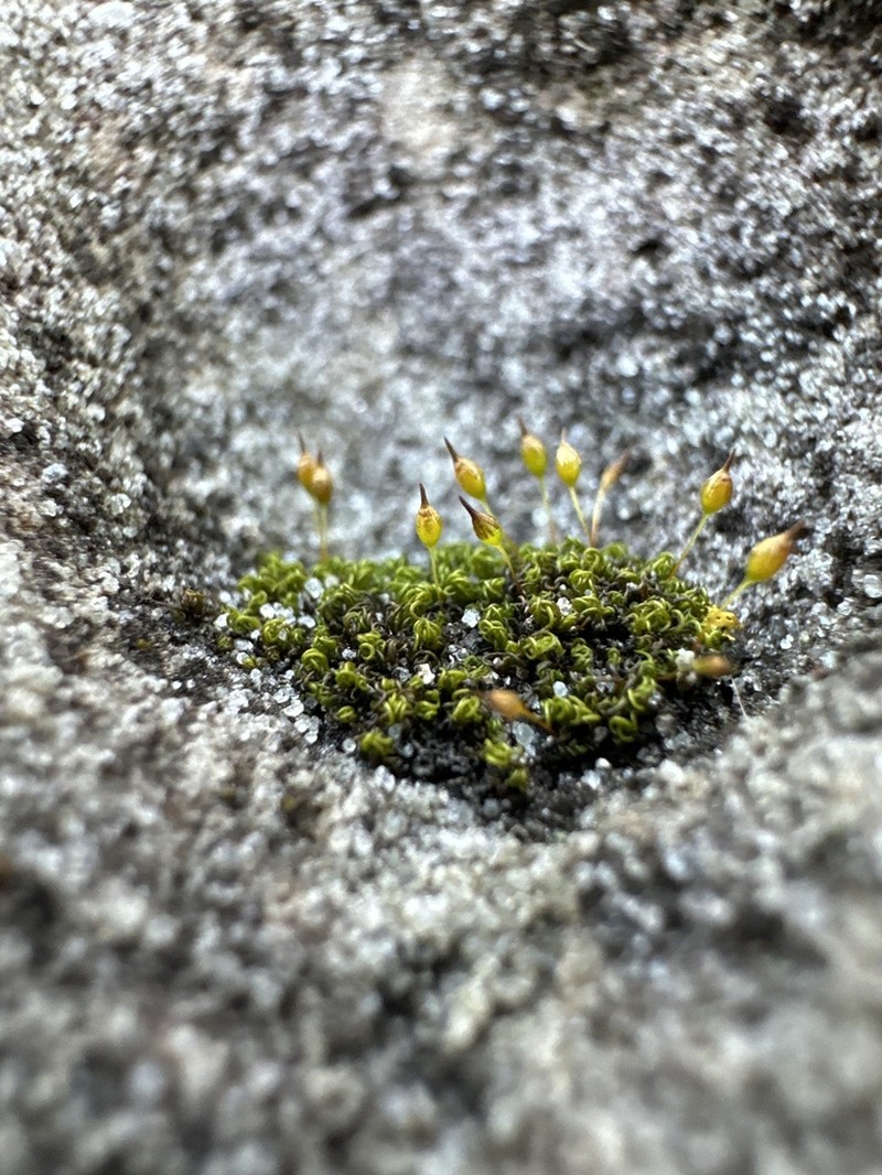 Ptychomitrium Moss photo 6