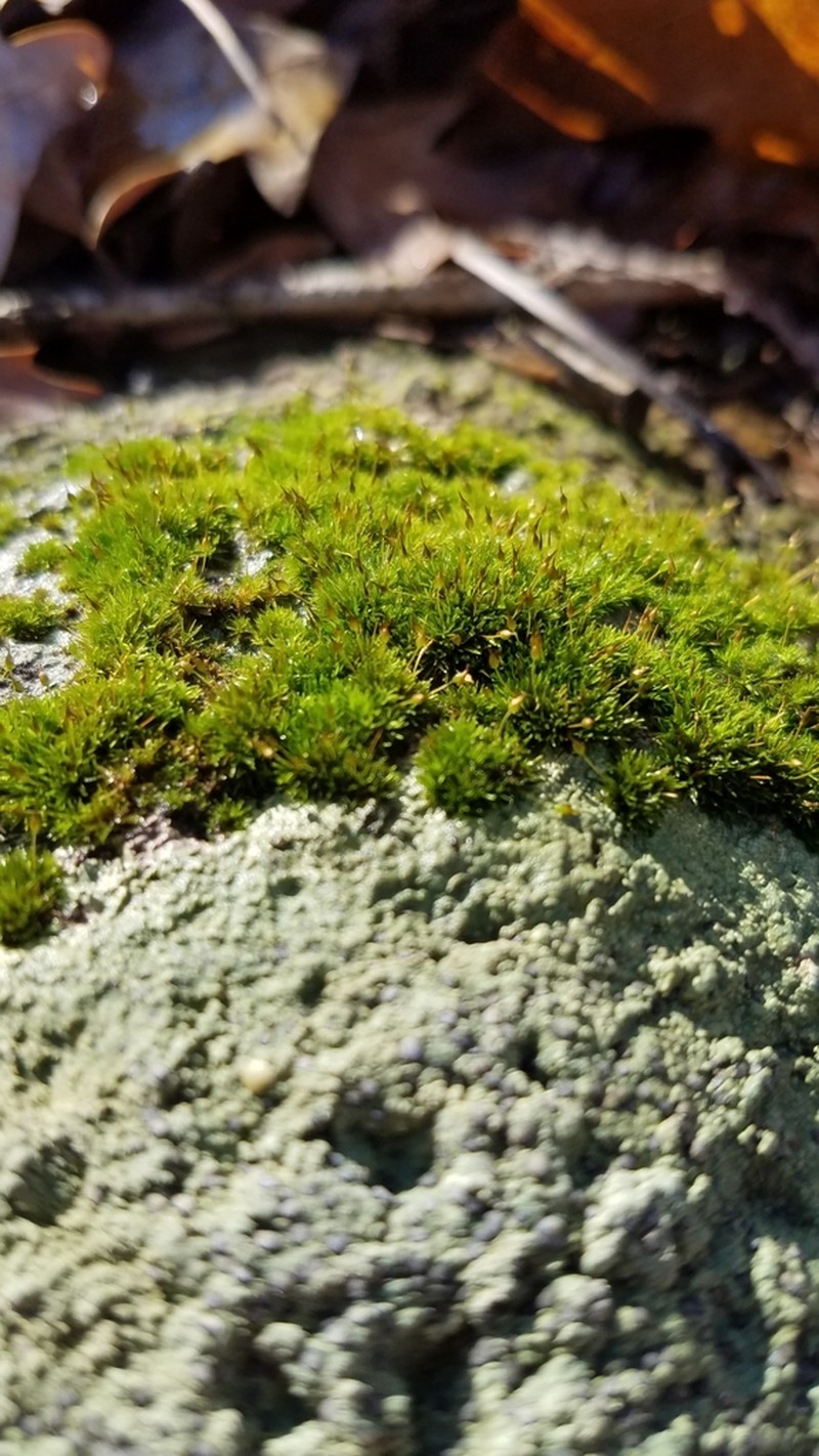 Ptychomitrium Moss photo 7