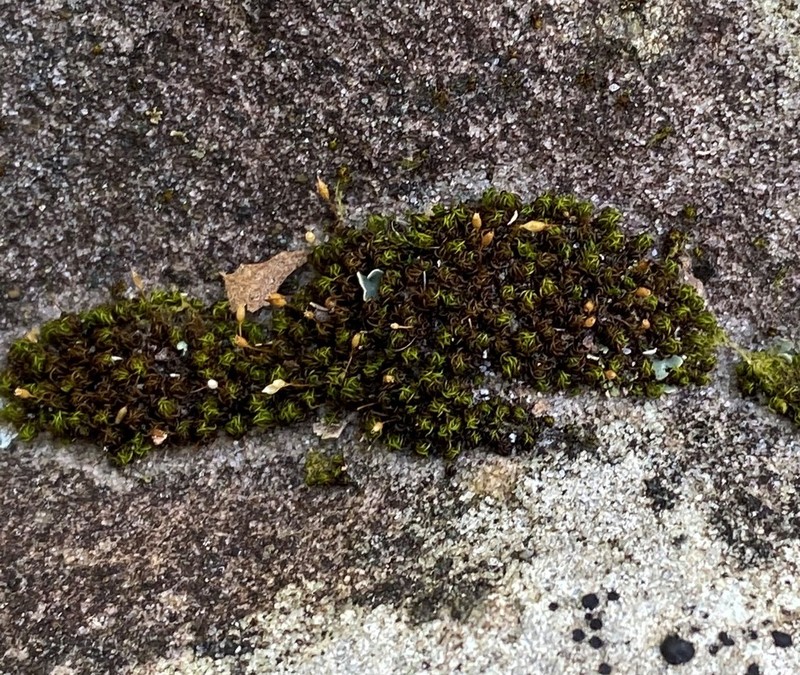 Ptychomitrium Moss photo 8