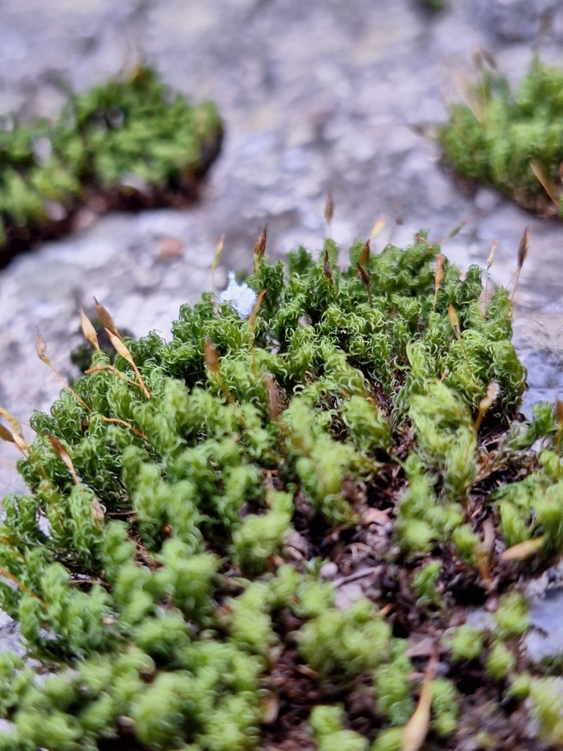 Serrate Ptychomitrium Moss