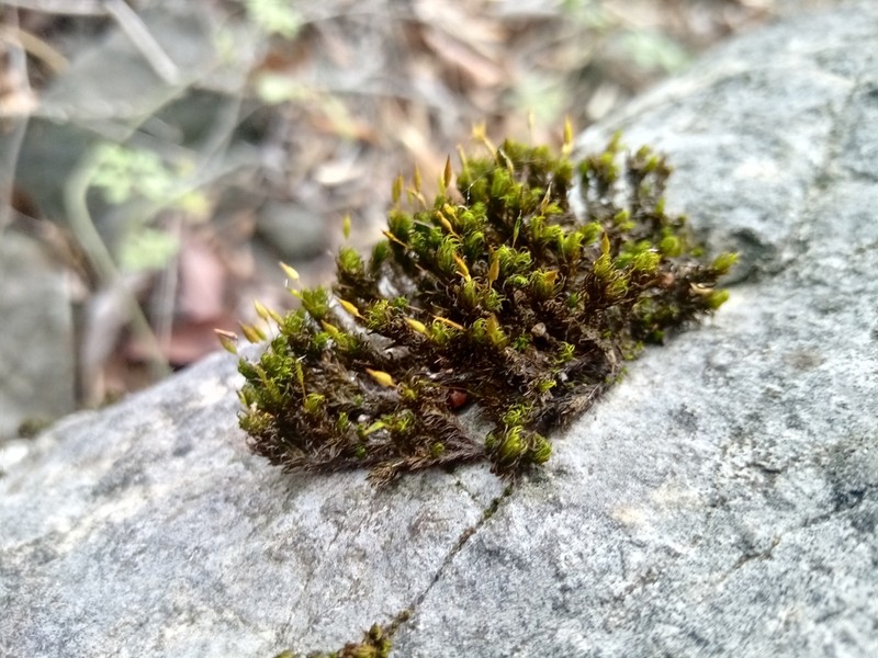 Serrate Ptychomitrium Moss photo 2