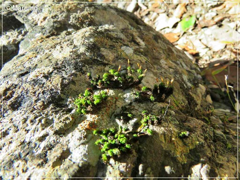 Serrate Ptychomitrium Moss photo 3