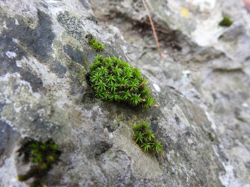 Serrate Ptychomitrium Moss photo 4