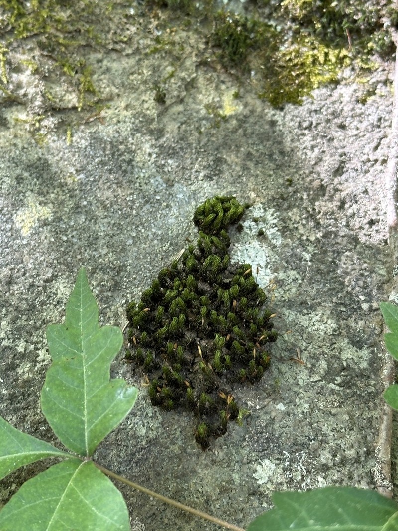 Serrate Ptychomitrium Moss photo 5