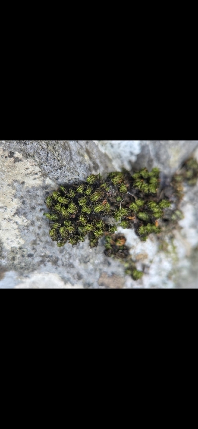 Serrate Ptychomitrium Moss photo 6