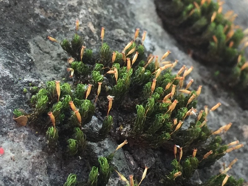 Serrate Ptychomitrium Moss photo 7
