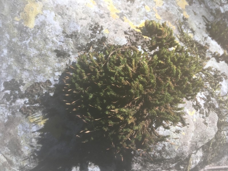 Serrate Ptychomitrium Moss photo 8