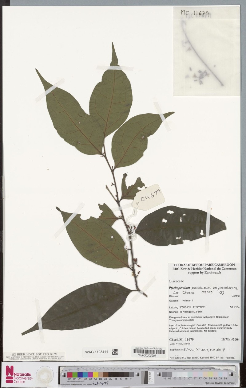 Ptychopetalum petiolatum var. petiolatum