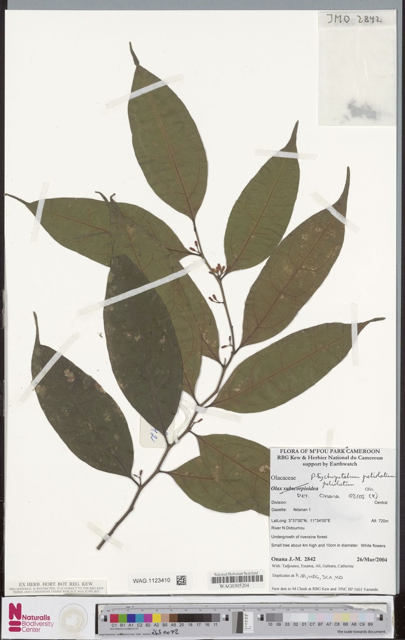 Ptychopetalum petiolatum var. petiolatum photo 2