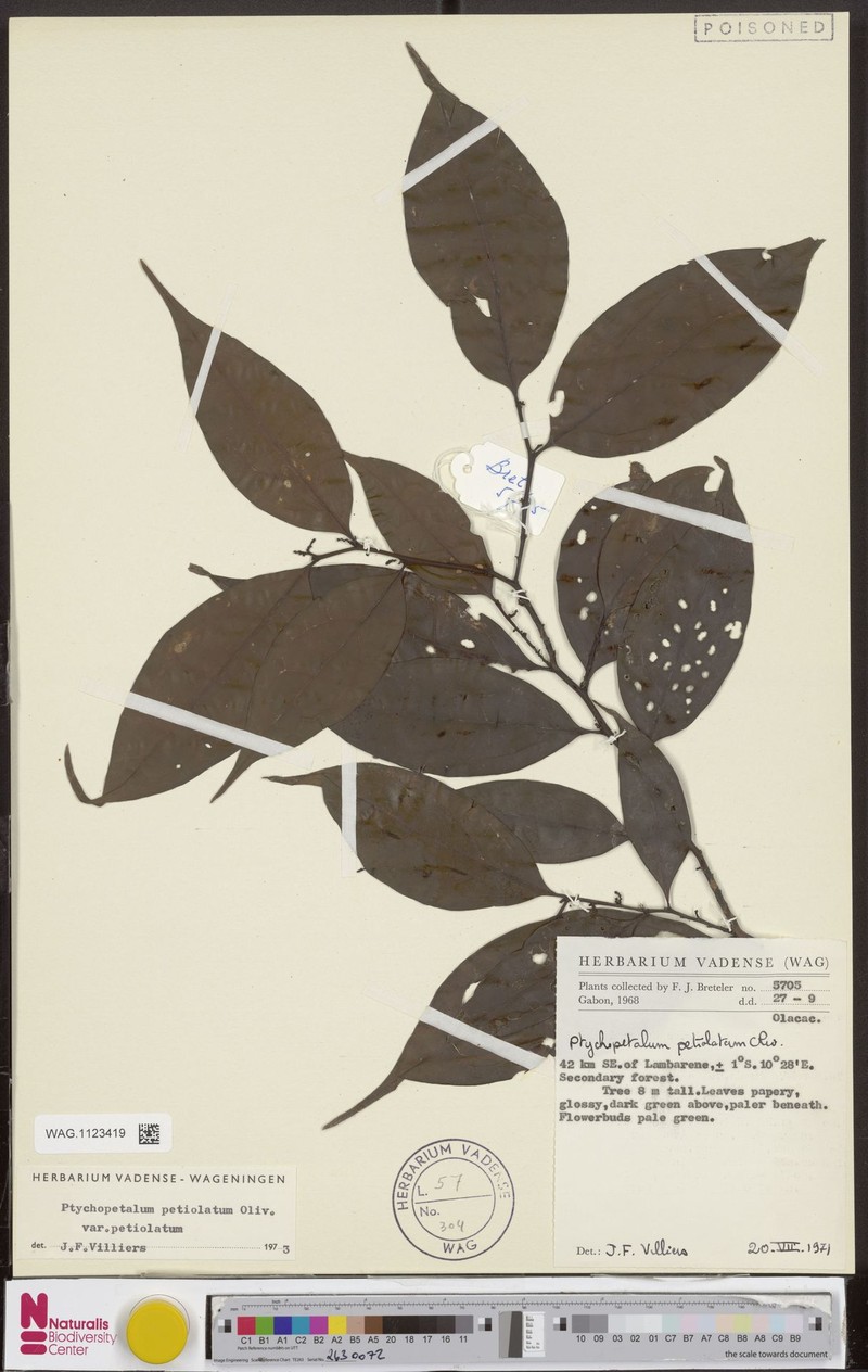 Ptychopetalum petiolatum var. petiolatum photo 3