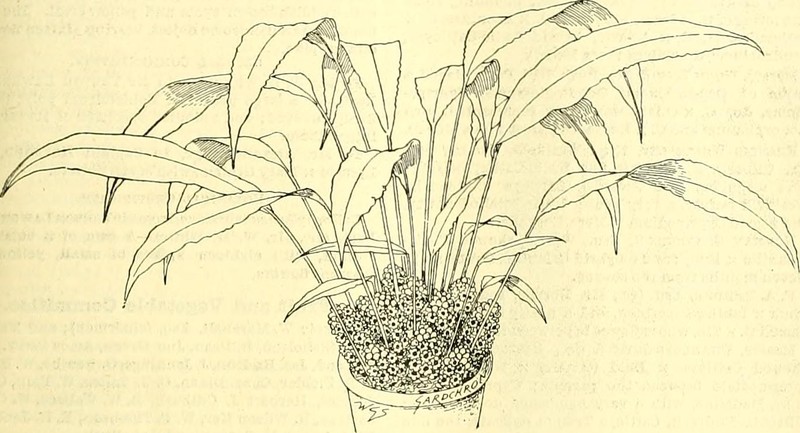 Macarthur Feather Palm