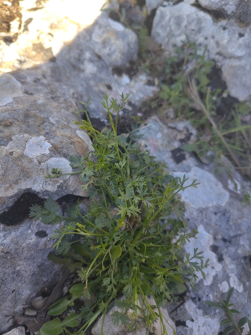 Ptychotis sardoa