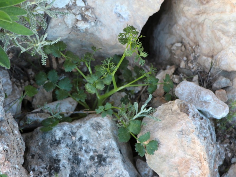 Ptychotis sardoa photo 2