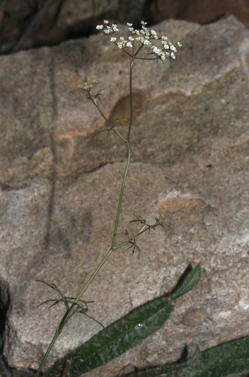 Ptychotis saxifraga